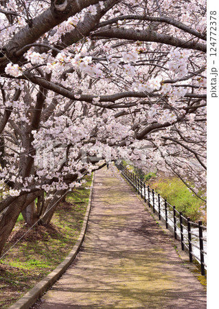 桜、サクラ、さくら 桜、サクラ、さくら 124772378