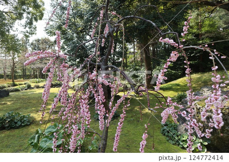 春の日の京都城南宮の庭園 春の日の京都城南宮の庭園 124772414