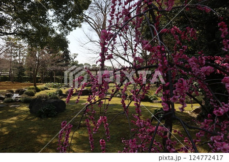 春の日の京都城南宮の庭園 春の日の京都城南宮の庭園 124772417