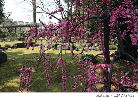 春の日の京都城南宮の庭園 春の日の京都城南宮の庭園 124772418