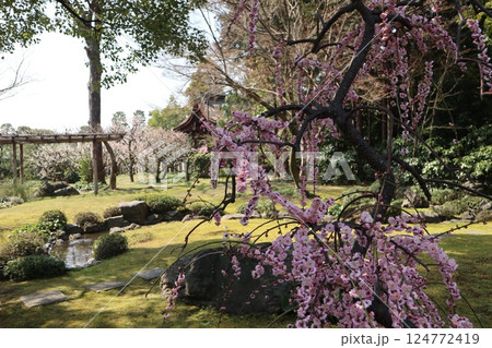 春の日の京都城南宮の庭園 春の日の京都城南宮の庭園 124772419