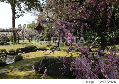 春の日の京都城南宮の庭園 春の日の京都城南宮の庭園 124772420