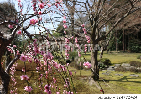 春の日の京都城南宮の庭園 124772424