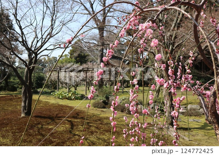 春の日の京都城南宮の庭園 春の日の京都城南宮の庭園 124772425