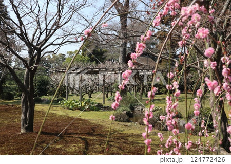 春の日の京都城南宮の庭園 春の日の京都城南宮の庭園 124772426