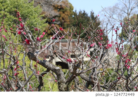 春の日の京都城南宮の庭園 124772449