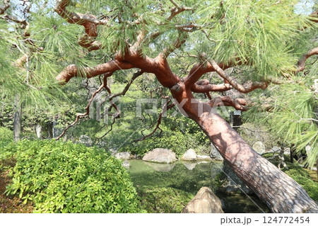 春の日の京都城南宮の庭園 124772454