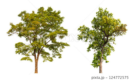 collection tree isolated on white background with clipping path collection tree isolated on white background with clipping path 124772575