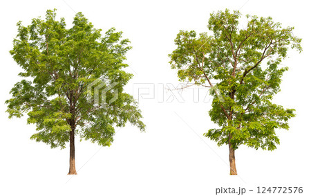 collection tree isolated on white background with clipping path  124772576