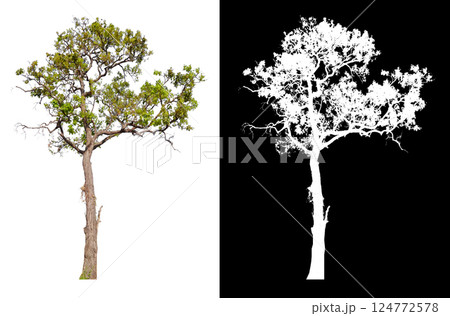 isolated on white background with clipping path  124772578