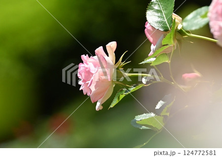 きれいな薔薇の花 豊田市西山公園 きれいな薔薇の花 豊田市西山公園 124772581
