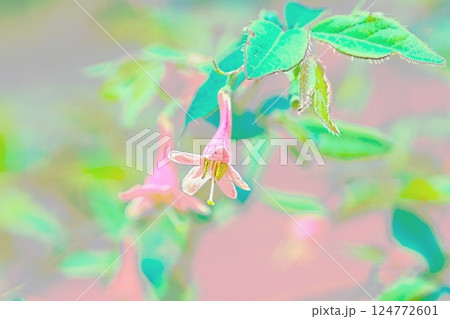 ウグイスカグラの花 ウグイスカグラの花 124772601