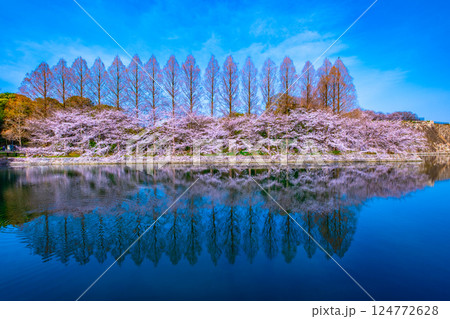 大阪城東外濠の桜とメタセコイア 大阪城東外濠の桜とメタセコイア 124772628