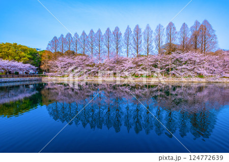 大阪城東外濠の桜とメタセコイア 124772639