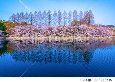 大阪城東外濠の桜とメタセコイア 124772640