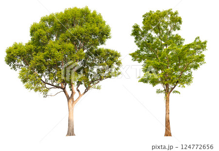 collection tree isolated on white background with clipping path 124772656