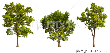 collection tree isolated on white background with clipping path collection tree isolated on white background with clipping path 124772657