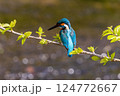 カワセミ 124772667