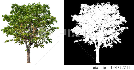 isolated on white background with clipping path 124772711