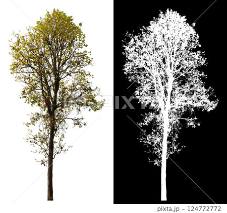 isolated on white background with clipping path 124772772