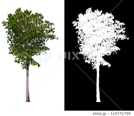 isolated on white background with clipping path isolated on white background with clipping path 124772799