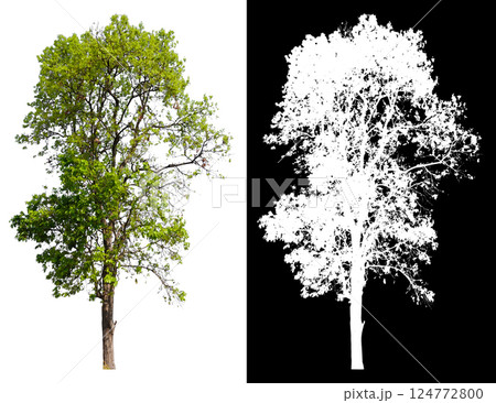 isolated on white background with clipping path 124772800