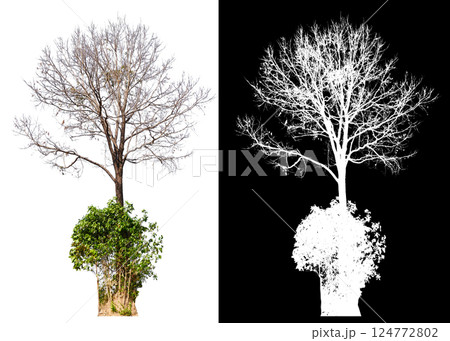 isolated on white background with clipping path 124772802