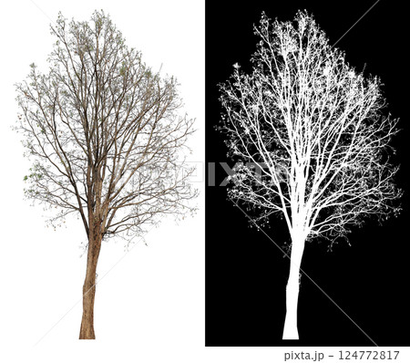 isolated on white background with clipping path isolated on white background with clipping path 124772817