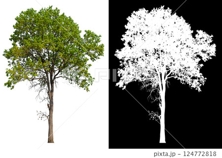 isolated on white background with clipping path 124772818