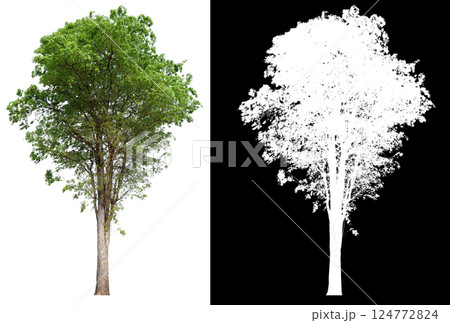 isolated on white background with clipping path 124772824
