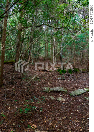 うっそうとした登山道 うっそうとした登山道 124772860