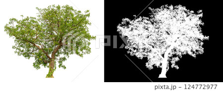 isolated on white background with clipping path 124772977