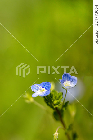 緑が芽吹き始めた春の野原 124773054