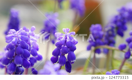 春の陽を浴びる紫の花ムスカリ 124773315
