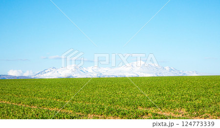 北海道美瑛の丘の爽やかな春の風景 124773339