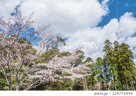 桜と針葉樹 桜と針葉樹 124773454