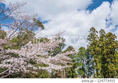 桜と針葉樹 桜と針葉樹 124773455
