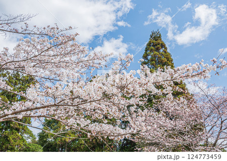 桜と針葉樹 桜と針葉樹 124773459