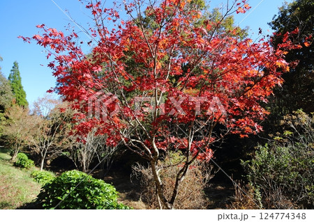 八女市　グリーンピア八女　紅葉、 124774348