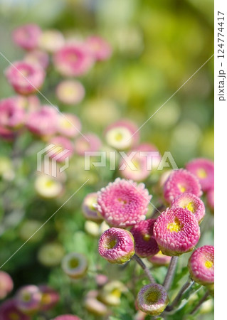 菊 124774417