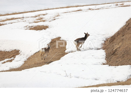 北海道の早春　雪原を走るエゾシカの親子 124774637