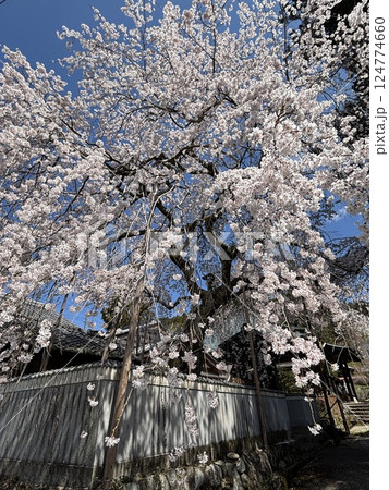 山門としだれ桜 山門としだれ桜 124774660