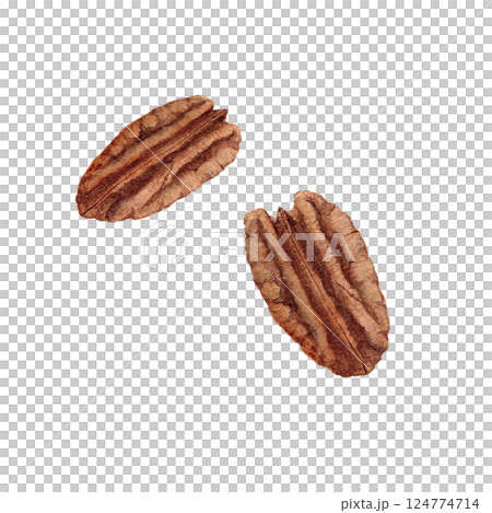 Illustration of pecan nuts drawn by hand using watercolors Illustration of pecan nuts drawn by hand using watercolors 124774714