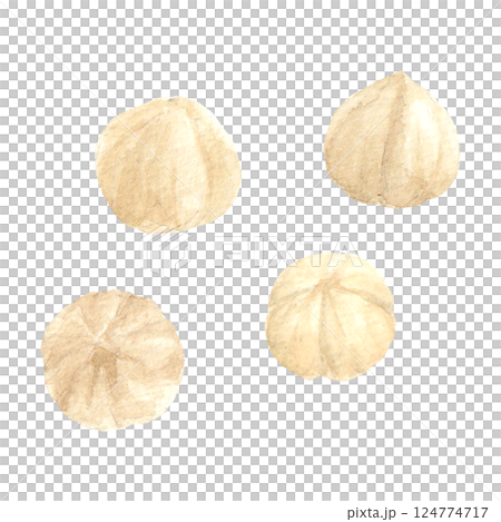 Hazelnut illustration drawn by watercolor 124774717