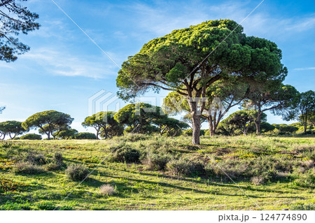 Landscape view of Parque Natural da Ria Formosa near Faro, Portugal Landscape view of Parque Natural da Ria Formosa near Faro, Portugal 124774890