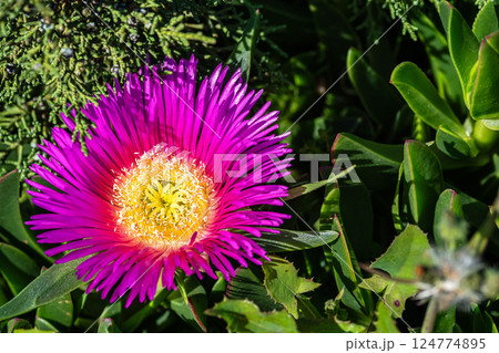 Pallenis maritima, Beach Daisy herbaceous perennial plant. Nature of Algarve, Portugal. 124774895
