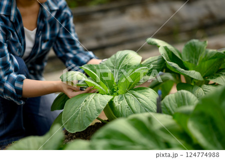 Close up of farmer inspecting vegetable in an organic farm 124774988