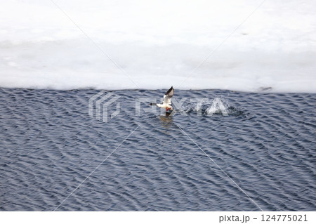 北海道の春 氷の開けた湖面から飛び立つカワアイサのオス 北海道の春 氷の開けた湖面から飛び立つカワアイサのオス 124775021
