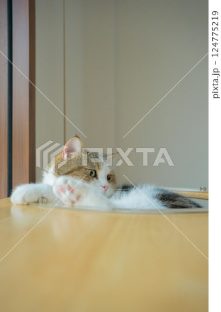 pet care concept with scottish cat relax and sleep on bed in bedroom pet care concept with scottish cat relax and sleep on bed in bedroom 124775219