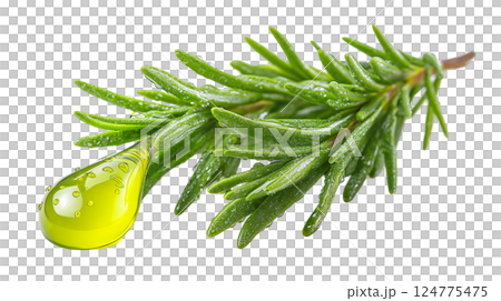 Vibrant yellow-green drop of rosemary oil resting on fresh rosemary leaves capturing the essence of herbal beauty and natural healing 124775475
